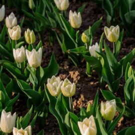 How to grow and maintain bulbs in winter