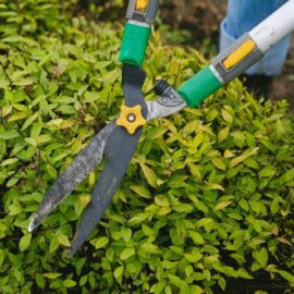 Why July is pruning month (and what to prune right now)
